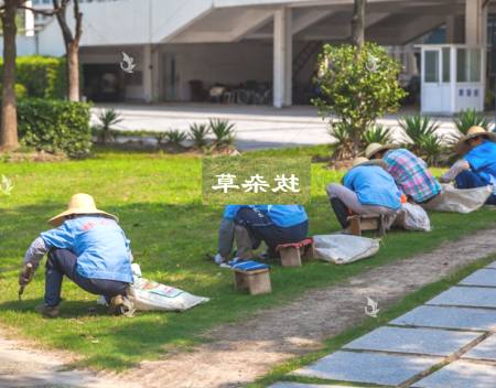 拔杂草