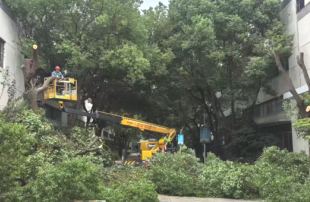 树木砍伐，杀树头